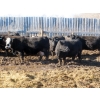 Image 4 : Willowside Ranch - 29 Simm/Angus X Bred Cows (Vibank, SK)