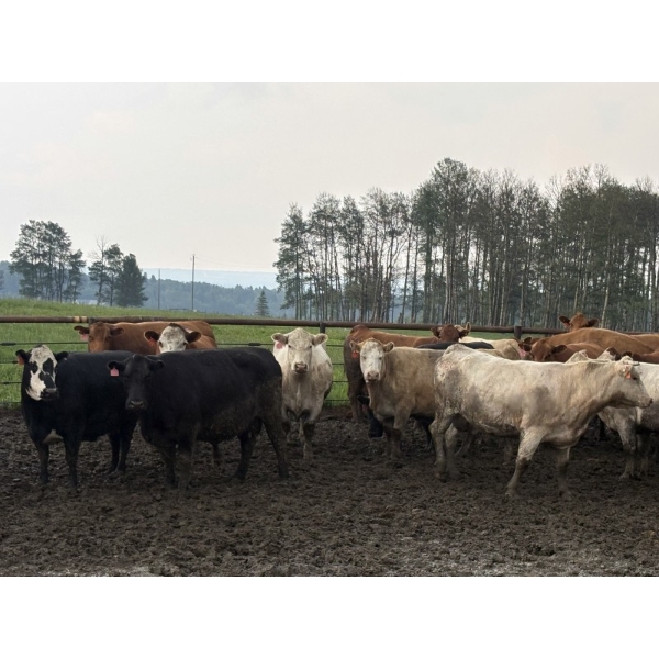 Cunningham Cattle Co. - 1675# Grain Fed Cows - 72 Head (Sundre, AB)