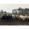 Image 1 : Cunningham Cattle Co. - 1675# Grain Fed Cows - 72 Head (Sundre, AB)