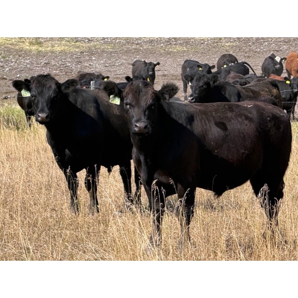 Rafter C Cattle Co. - 910# September Delivery Grass Steers - 58 Head (Lafleche, SK)