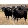 Image 1 : Rafter C Cattle Co. - 910# September Delivery Grass Steers - 58 Head (Lafleche, SK)