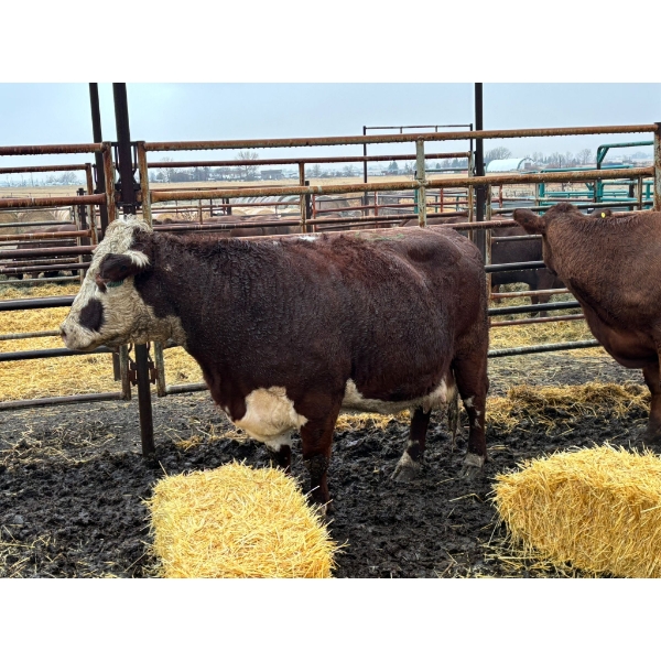 Prairie Ridge Ranch - 2 Mature Cows (Pen 152)