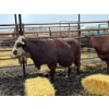 Image 1 : Prairie Ridge Ranch - 2 Mature Cows (Pen 152)