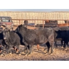 Image 5 : Bone Creek Ranch - 975# November Delivery Open Heifers - 63 Head (Maple Creek, SK)