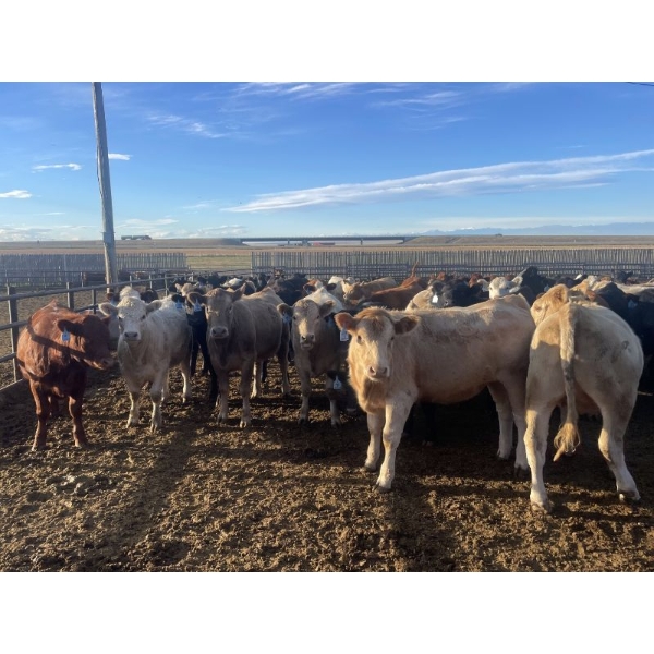 Westview Feeders - 850# October Delivery Heifers - 140 Head (Monarch, AB)