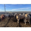 Image 1 : Westview Feeders - 850# October Delivery Heifers - 140 Head (Monarch, AB)