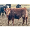 Image 6 : In The Coulee Ranch - 820# February Delivery Steers - 36 Head (Pincher Creek, AB)