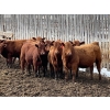Image 2 : Hillcrest Farming Co. - 780# May Delivery Steers - 78 Head (Dundurn, SK)