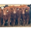 Image 2 : Duane & Austin Ashbacher - 775# February Delivery Steers - 80 Head (Arrowwood, AB)