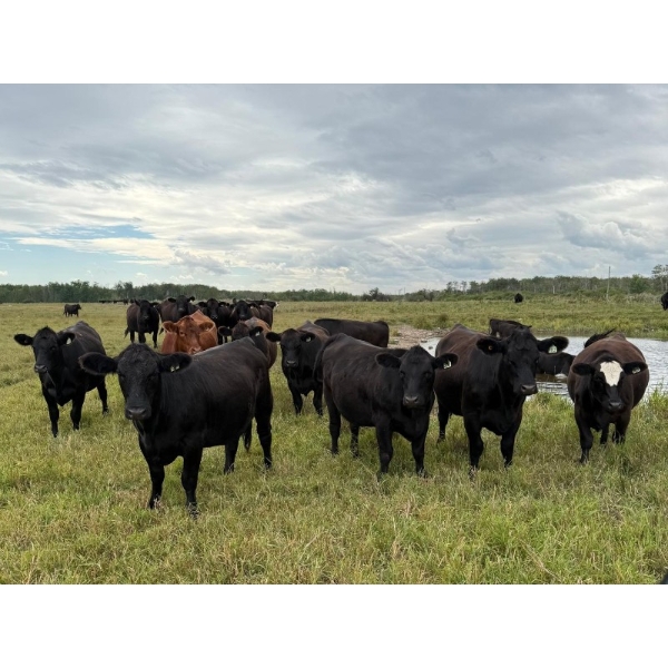 Aspen Terra Inc. - 980# Sept/Oct Delivery Grass Heifers - 64 Head (Lundar, MB)