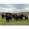 Image 1 : Aspen Terra Inc. - 980# Sept/Oct Delivery Grass Heifers - 64 Head (Lundar, MB)
