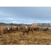 Image 3 : Franklin Cattle Co. - 650# December Weaned Heifers - 180 Head (Marwayne, AB)