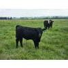 Image 11 : Double J Crop & Cattle Co.  - 650# September Delivery Steer Calves - 80 Head (Rimbey, AB)
