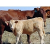 Image 5 : Jean Lamson - 580# October Heifer Calves - 75 Head (Hanna, AB)