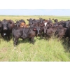 Image 3 : Pleasant Vista Farms - 675# October Delivery Steer Calves - 90 Head (Peebles, SK)