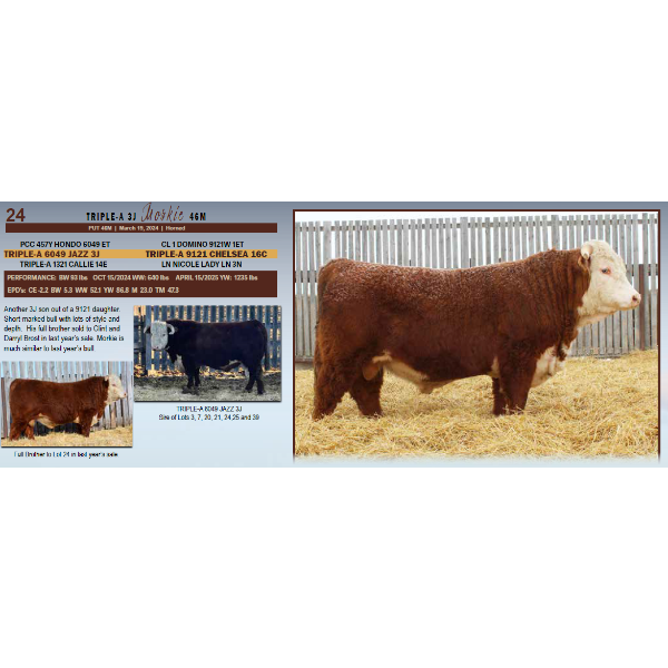 Triple-A 3J Morkie 46M 