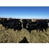 Image 2 : Kris Springer - 56 Black Simm/Angus X May/June Calving Bred Heifers (Foam Lake, SK)