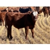 Image 7 : Dalbey Farms - 700# October Delivery Steer Calves - 50 Head (Dalum, AB)