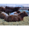 Image 4 : Count Ridge Stock Farms - 5 Red Heifers (Pen 520)