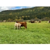 Image 13 : Squaw Valley Ranch - 850# October Delivery Steer Calves - 72 Head (Lumby, BC)
