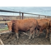 Image 3 : Birch Island Land & Cattle - 1050# June/July Delivery Steers - 114 Head (Rhein, SK)