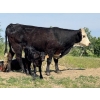 Image 17 : Lee Johnston - 35 Black/Black X Cow/Calf Pairs (Welwyn, SK)