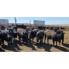 Image 6 : Ripple Rock Ranch - 690# April/May Delivery Heifers - 90 Head (Fincastle, AB)