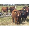 Image 5 : K6 Farms - 1000# Sept/Oct Delivery Grass Steers - 210 Head (Buck Lake, AB)