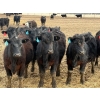 Image 2 : 9X Enterprises - 750# April Delivery Steers - 135 Head (Millicent, AB)