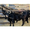 Image 2 : Fox Cattle Co. - 5 Bred Heifers (Pen 414)