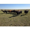 Image 6 : Wyatt & Meg Isaacson - 950# Sept/Oct Delivery Grass Steers - 260 Head (Killdeer, SK)
