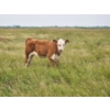 Image 9 : Bruce, Julie & Kyle Musgrove - 560# November Delivery Steer Calves - 90 Head (Patricia, AB)