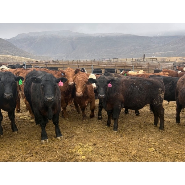 John & Kate Anderson - 930# March/April Delivery Steers - 65 Head (Ashcroft, BC)