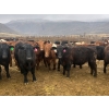 Image 1 : John & Kate Anderson - 930# March/April Delivery Steers - 65 Head (Ashcroft, BC)