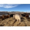 Image 3 : Lowe Ranches - 614# March Delivery Steers - 25 Head (Nanton, AB)