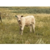 Image 8 : Circus Coulee Cattle (Robert & Jordy Hoff) - 565# November Steer Calves - 95 Head (Dorothy, AB)