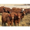 Image 4 : 9X Enterprises - 740# April Delivery Steers - 65 Head (Millicent, AB)