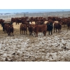 Image 3 : Raymond Land & Cattle - 910# March Weaned Steers - 138 Head (Hazenmore, SK)