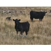 Image 2 : Sunshine Colony - 550# November Steer Calves - 100 Head (Hussar, AB)
