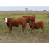 Image 2 : Twisted T Cattle Co. - 500# November Delivery Steer Calves - 110 Head (Carievale, SK)