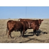 Image 10 : Osadczuk Cattle Co. (Brad & Elaine Osadczuk) - 250 Red Cows *HERD REDUCTION*