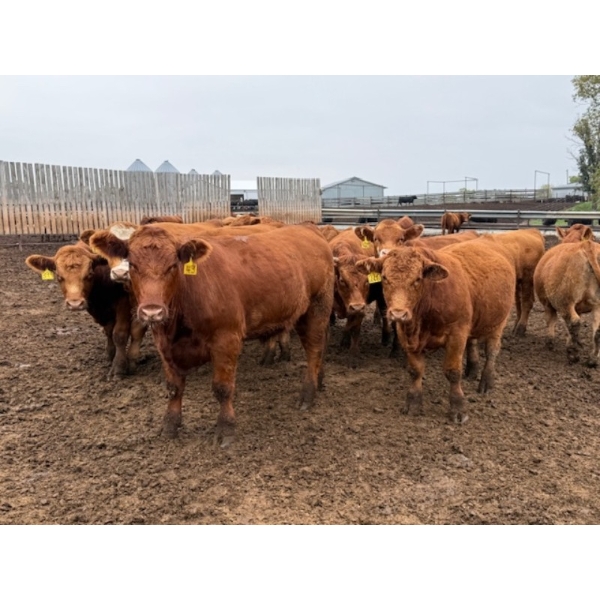 French's Farm - 1025# October Delivery Steers - 180 Head (Kelwood, MB)