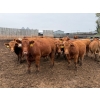 Image 1 : French's Farm - 1025# October Delivery Steers - 180 Head (Kelwood, MB)