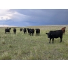 Image 2 : Bryan Ranch Ltd. - 750# June/July Delivery Grass Heifers - 117 Head (Maple Creek, SK)
