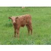 Image 2 : 6 S Feeders Inc. - 580# November Delivery Weaned Steers - 105 Head (Moosomin, SK)