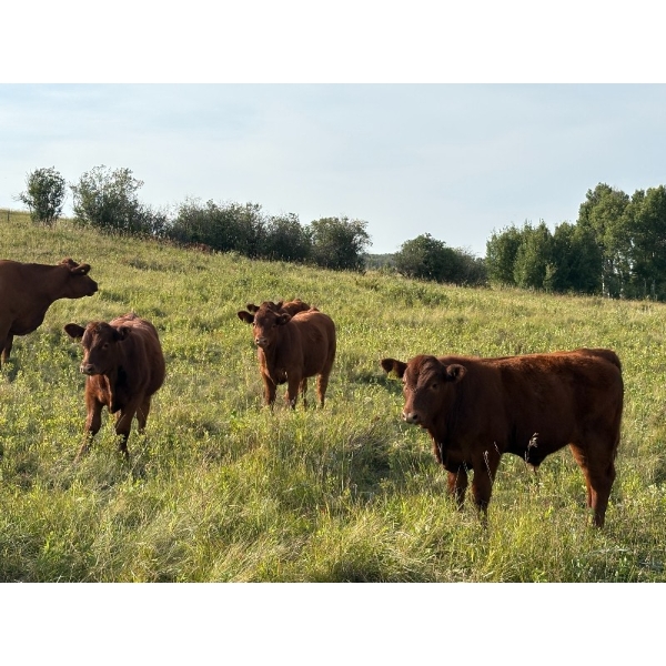 Munro Ranching - 640# October Delivery Steer Calves - 85 Head (Cochrane, AB)
