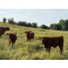 Image 1 : Munro Ranchin 569# October Delivery Steer Calves - 80 Head (Cochrane, AB)