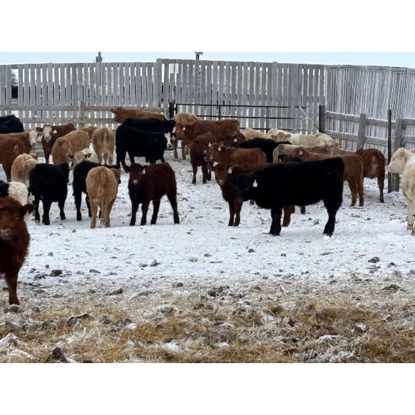 Franklin Cattle Co. - 550# February Delivery Heifers - 82 Head (Grenfell, SK)