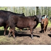 Image 4 : Bar 27 Stock Farm - 625# October Delivery Heifer Calves - 65 Head (Spruce View, AB) VBP+