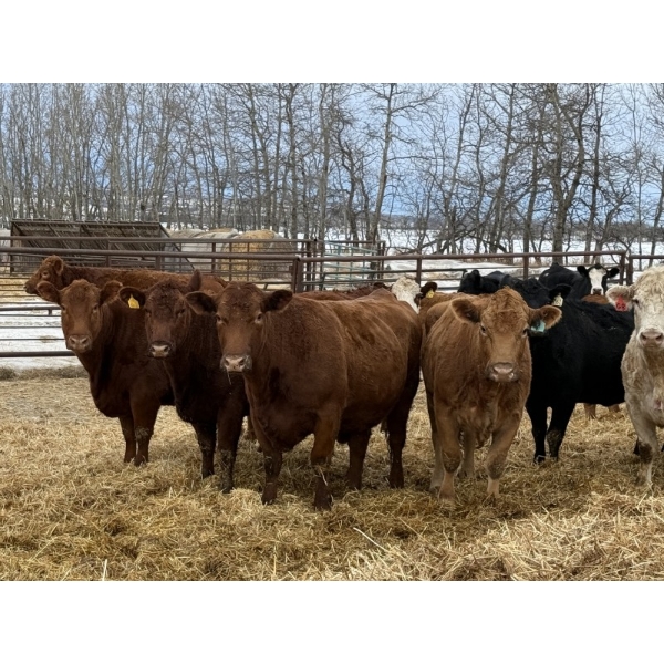 Aaron Olson - 1600# Cows - 38 Head (Rimbey, AB)